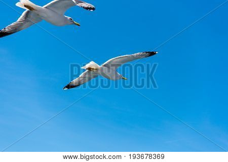 Seagull ( sea mew ) flying around the ferry boat to greek island Thasos