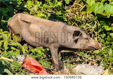 Pig in the trash in a small ethnic community near the village of Muang Sing in Laos