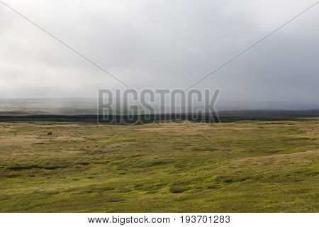 Iceland Thick Moss Field In Mist. Foggy Weather In Icelandic Thick Moss. Field. Saefellsnes Peninsul