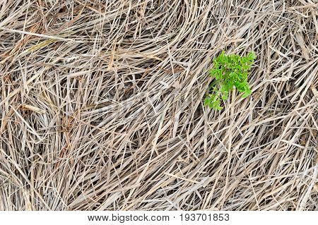 Mantegazzianum Fresh And A Last Year's Grass