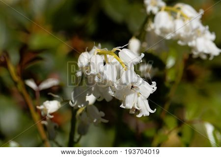 Flower of a Spanish bluebell (Hyacinthoides hispanica)