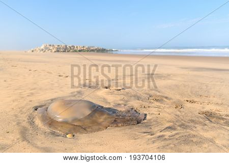 Jellyfish at beach at Atlantic ocean in France with stone surf breaker