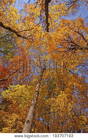 Looking up into the Fall Forest in Busse Woods Preserve in Illinois
