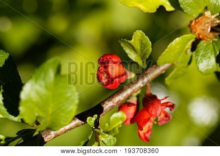 Flower of a Maules quince (Chaenomeles japonica)