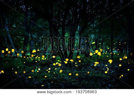 Fireflies flying in the forest at twilight.