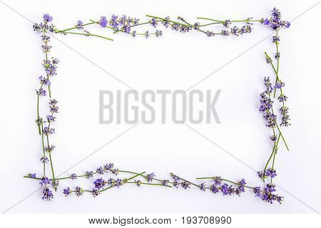 A frame of fresh lavender flowers on a white background. Lavender flowers mock up. Copy space.