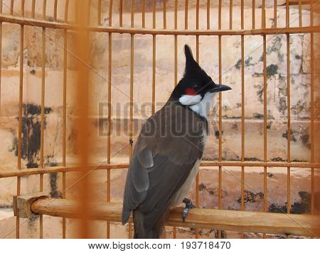 Songbirds - Red-cheeked  Byulbyul with bright red specks under eyes
