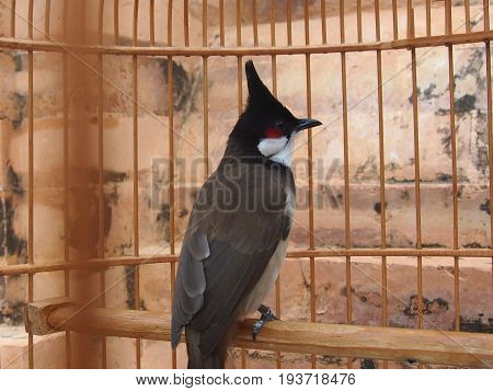 Songbirds - Red-cheeked  Byulbyul with bright red specks under eyes