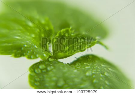 A close-up of a green rosette of Völler's balsam leaves with small drops of water