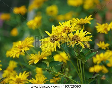 Marigold yellow flower petals at the base of dark-yellow at the edges light-yellow. Closeup photo garden bed.