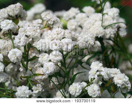 the flower of white wild litle carnations in the garden.