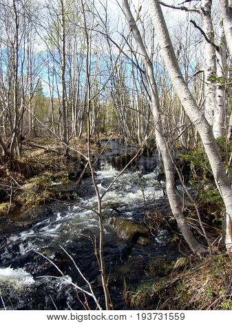 Rapid torrent spill has stream in northern spring forest of bare trees. Early spring, sunny