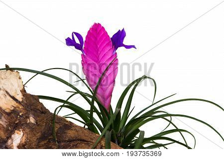 Tillandsia Cyanea.