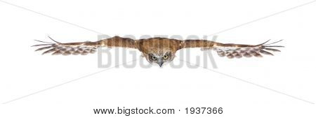 New Zealand Owl (3 Jahre)