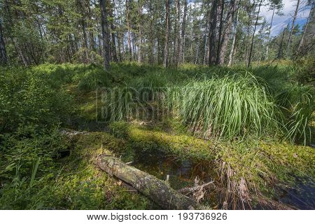 Peat bogs - National Nature Reserve - Cervene blatoTrebonsko Crech republic Europe