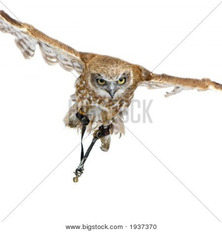 New Zealand Owl (3 Jahre)