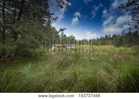 Peat bogs - National Nature Reserve - Cervene blatoTrebonsko Crech republic Europe