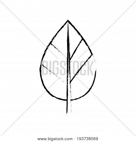 figure natural leaf botany of tropical plant vector illustration