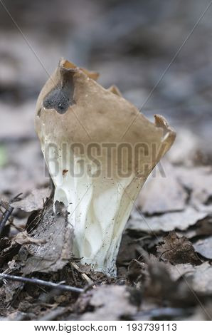 Helvella acetabulum mushroom closeup shot local focus
