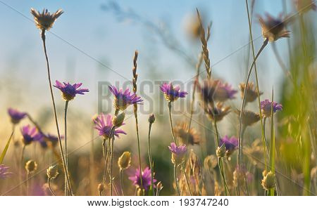 Xeranthemum annuum flower in summer time, close up