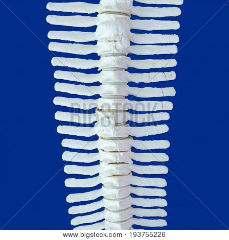 Spine Of A Dolphin