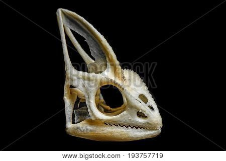 skull of chameleon - Chamaleo calyptratus on a dark background