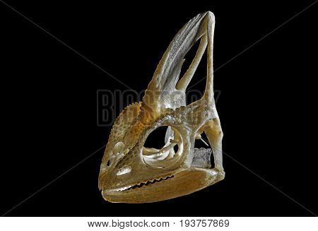 skull of chameleon - Chamaleo calyptratus on a dark background