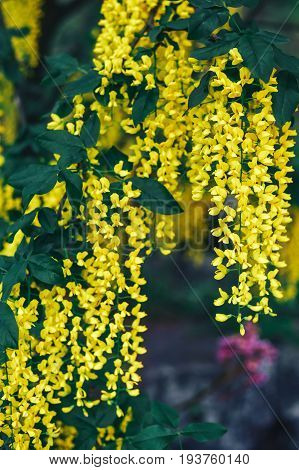 The great garden blooming yellow wisteria blossoms in Spring