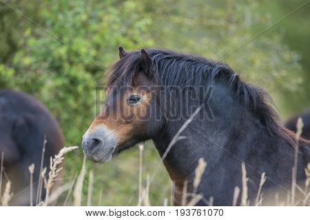 exmoor pony in Milovice - Czech republic