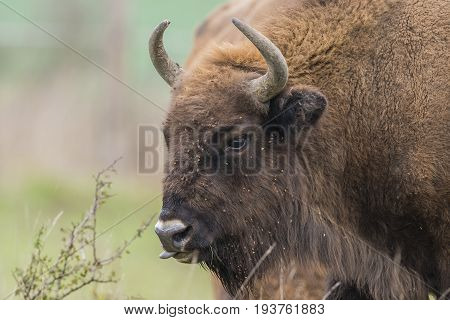 Bison bonasus - European bison - Milovice Czech republic