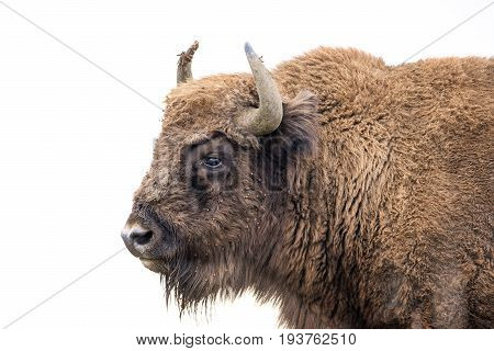 Bison bonasus - European bison - in reserve Milovice, Czech republic, Europe