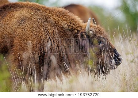 Bison bonasus - European bison - Milovice Czech republic