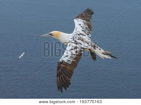 Northern gannet (Morus bassanus) Helgoland island Germany