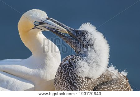 Northern gannet (Morus bassanus) Helgoland island Germany