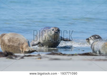 seals on a beach - Helgoland island in Germany