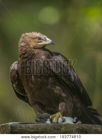 Aquila clanga - an eagel close up