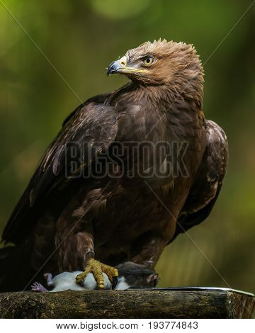 Aquila clanga - an eagel close up