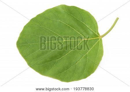 sea trumpet (Cordia subcordata) leaf isolated on white