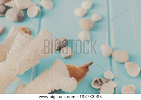 Seashells, corals on blue wood, sea vacation background with copy space on wooden planks
