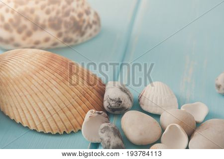 Seashells closeup on blue wood, sea vacation background with copy space on wooden planks