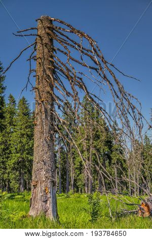 Forest trees. Bark beetle infested spruce.Natural Forest of Spruce Trees. Mountain stream in the national park Sumava.Czech Republic.Dead trees.