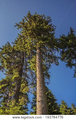 Forest trees. Bark beetle infested spruce.Natural Forest of Spruce Trees. Mountain stream in the national park Sumava.Czech Republic.Dead trees.