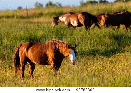 Srong Chestnut horse with a bald face in a field with other horses in the back ground
