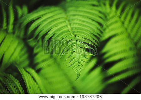 Perfect natural fern pattern. Beautiful background made with young green fern leaves. Seleclive focus. Place for text.