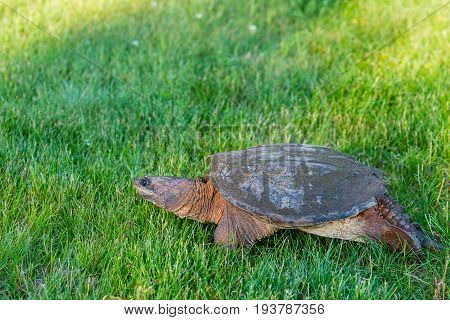 Wisconsin Common Snapping Turtle (Chelydra serpentina) walking in a field in July
