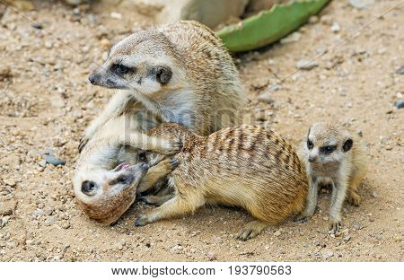 Group of meerkats playing - close up