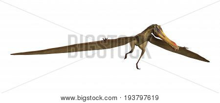 3D Rendering Pterodactyl Anhanguera On White