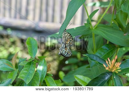 Beautiful butterfly outoodrs in the park of tropical Bali island. Exotic butterfly.