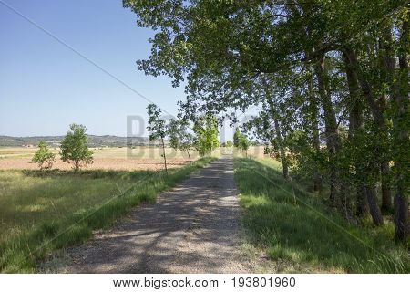 Green Way Black Eyes In Its Passage By Barracas In Castellon