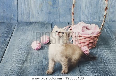 White kitten with wool ball and straw basket play at blue wood background. Small funny cat.